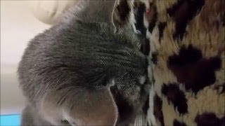 家の猫みるです。うつ伏せで寝ています。