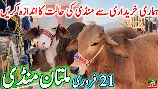 Multan Cow Mandi Fresh Latest Update Video | Cholistani Ablk Nukre Sahiwal Bachre | Cow Mandi 2024🔥