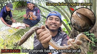 Seharian berburu belul sama bang mail !! Ternyata seru tarik tambang sama babon belut