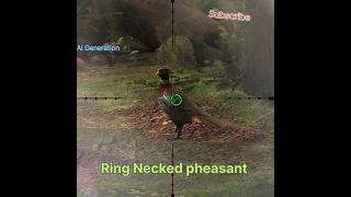 Ring Necked pheasant Hunt #hunting #animals