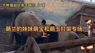 熊猫 顶流明星萌兰双胞胎妹妹萌宝萌玉打架专场