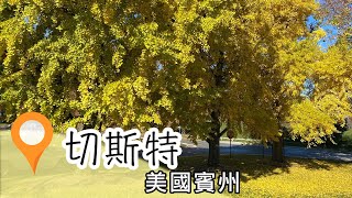 【美國賓州/PA】銀杏樹介紹─長木救火隊