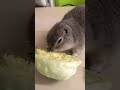 レタスまるかじりちゃむ🐿️ おいちいね☺️