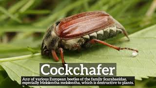 How Does Cockchafer Look? | What is Cockchafer? | How to Say Cockchafer in English?