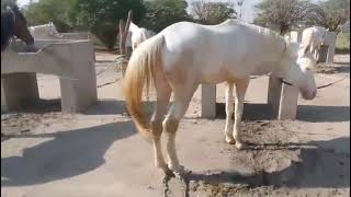 Horse Mating Video /Mating Video /Horse Cross Breeding /Marwari Horse Crossing Video