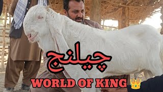 Open Challenge to all Gulabi Goats Shokeen | Complete Documentary 2025