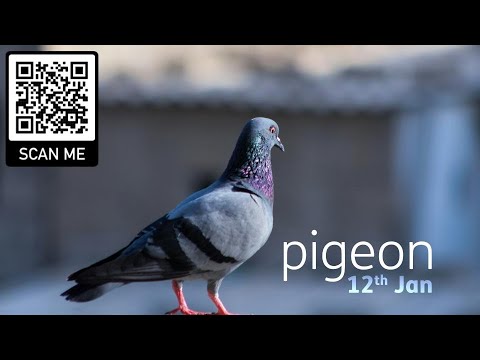 Pigeon Youtube