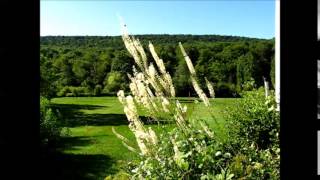 Actaea racemosa