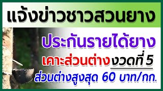 แจ้งข่าวชาวสวนยาง! เช็กเงินประกันรายได้ยางพารา  22 มี.ค.นี้ เคาะส่วนต่าง “ประกันราคายาง”งวด5