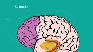 Iniciaremos un viaje de conocimiento sobre el cerebro. Explicación del SNC