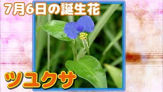 7月6日の誕生花 ツユクサ どんな花？あなたに送る花言葉は?