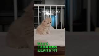 发现一只可爱猫咪 #猫咪 #cutecat #funny #cat