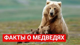 19 интересных фактов о медведях