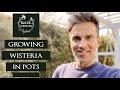 Growing wisteria in pots. How to trim wisteria. pruning wisteria. Glycinia. Baltic Gardening