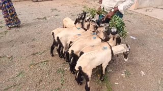 పత్తికొండ గొర్రెల సంత // The Biggest sheep market Pattikonda //  Pattikonda bulls market