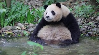 Wifi奇一兔兔戏水 Wifi Panda Qi Yi relaxing in pool | Panda QiYi【大熊猫奇一】#Shorts