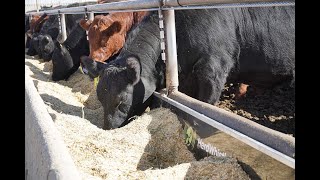 The First 24/7 Feedlot Cattle Monitoring System