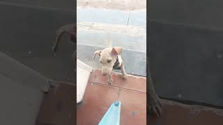 இது என்னமா நடிக்குது #tamilpets #funny #trending #dogshorts