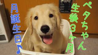 生後３ヶ月の月誕生日を迎えたペタ♪ゴールデンレトリバーの子犬