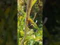 vespula germanica wasp preparing its catch