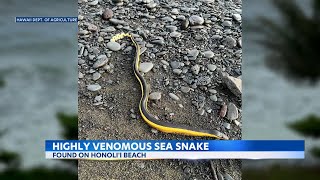 Venomous sea snake washes ashore on Hilo beach