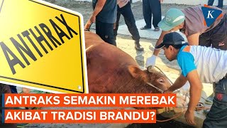 Mengenal Tradisi Brandu yang Diduga Sumbang Kenaikan Antraks di Gunung Kidul