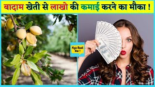 बादाम की खेती से लाखो की कमाई का मौका | Advanced Almond Farming | Kya Baat Hai #Almonds