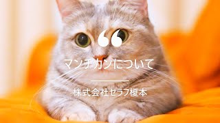 【マンチカンについて】キャットステップ　キャットウォーク　ナチュラル　猫　ネコ　ステップ　壁　猫と住むマンション　猫と住む家　ペット　ペットリフォーム