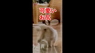 走っている猫のお尻が可愛すぎて悶絶しちゃいそうになります/The butts of a running cat is so cute #shorts