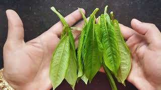 ಕನ್ನೆ ಕುಡಿ / ಸೊರ್ಲೆ ಕುಡಿ ತಂಬುಳಿ !( ಹವ್ಯಕ ಸ್ಪೆಷಲ್ !) Chinese weed shoot Tambuli !( Havyaka special !)