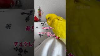 飼い主にとても感謝されているインコさん#お喋りインコ #セキセイインコ動画 #インコおもしろ #ショート動画 #癒し #birds #お喋りインコ動画 #ありがとう