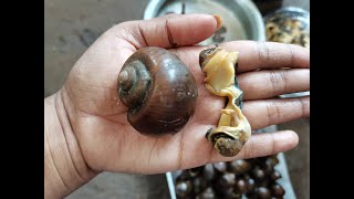 நத்தை சுத்தம் செய்வது எப்படி // How to clean snail // Snail cleaning video // Tamil sisters