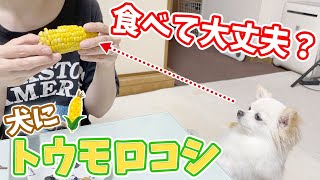 【関西弁でしゃべる犬】犬にトウモロコシをあげても大丈夫？