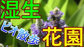 【ビオ散歩】大自然に学ぶ！湿生花園の散歩動画！！