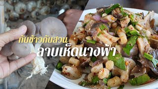 กับข้าวกับสวน ep2: ลาบเห็ดนางฟ้า สดๆจากสวนชื่นชม