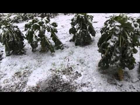 Brussels Sprouts Harvest & A Surprise Snow Storm #90 Heirloom Organic Vegetable Garden Brussels Sprouts Harvest & A Surprise Snow Storm #90 Heirloom Organic Vegetable Garden