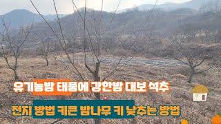 유기농밤 대보 석추 태풍에 강한밤 전지방법 키큰 밤나무 전지방법