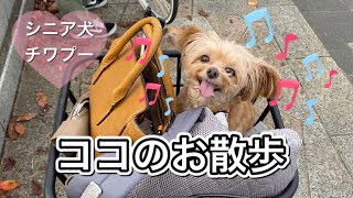 シニア犬チワプー　ココのお散歩