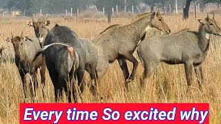 Nilgai itne excited kyon rahte hain