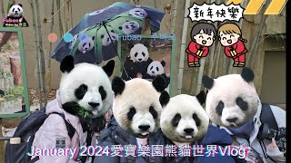 20240108 首次探訪愛寶樂園熊貓世界Vlog，趕上雙胞胎初放展，人潮滿滿體驗五分鐘限時參觀｜Seoul, Everland｜Panda World｜Safari World