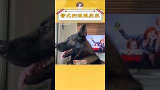 警犬的警觉性有多强，警犬：再给你一次重新组织语言的机会。#警犬 #狗狗