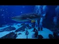 my dive with gentle giants at  the georgia aquarium