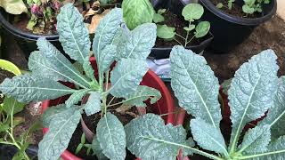 Grow Kale (Best to control sugar ) Kale ഷുഗർകാർക്ക് നല്ലത്‌ )A to Z