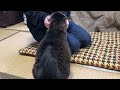 犬みたいな猫