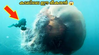 കടലിലെ ഈ ഭീകര ജീവി 😱 | Malayalam Shorts | Sarshad World | Af World | Af world Shorts | aflu