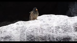 Birding Wolf \u0026 Darwin islands, Galapagos with Vampire Ground Finch