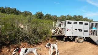 💥Montería en Ciudad Real 💥 Videos de Caza