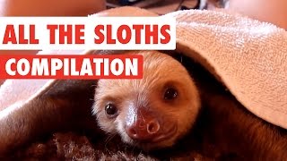 All The Sloths Video Compilation 2016