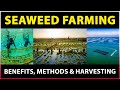 Seaweed Farming: Benefits, Methods and Harvesting Techniques | Seaweed cultivation Methods