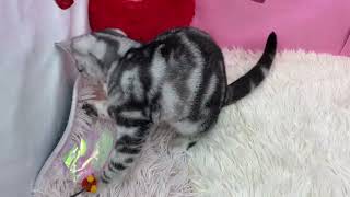 No.179515 　アメリカンショートヘア♀　ペットショップ犬の家＆猫の里東海名和店